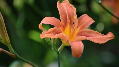 Yazın bahçede portakallı zambağın (hemerocallis) kapağını kapat