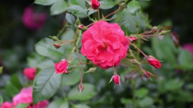 Bahçedeki güzel çiçekler