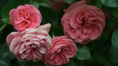 Güzel botanik fotoğrafı, doğal duvar kağıdı.