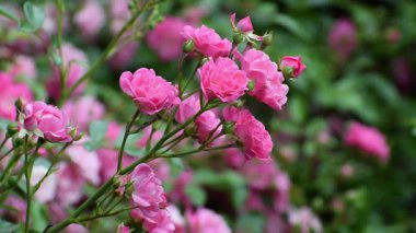 Bahçedeki güzel çiçekler