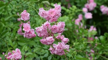 Bahçedeki güzel pembe çiçek