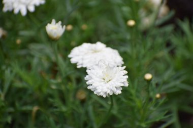 Bahçedeki güzel beyaz çiçek