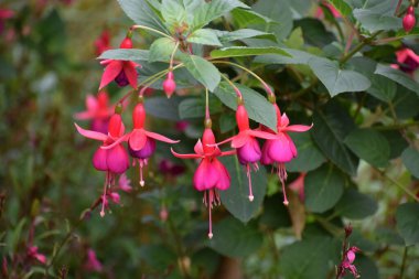 Bahçedeki kırmızı çiçekler