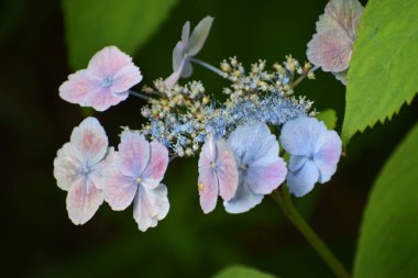 Bahçedeki güzel çiçekler