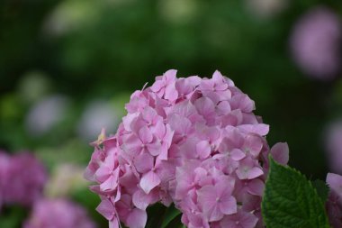 Bahçedeki pembe ortanca çiçekleri