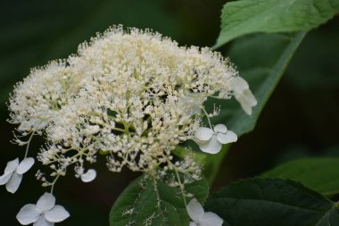 Ağacın beyaz çiçeği