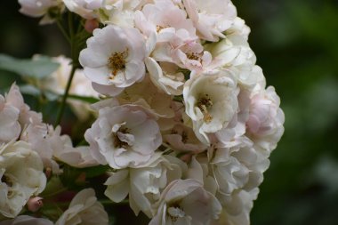 Bahçedeki güzel pembe çiçek