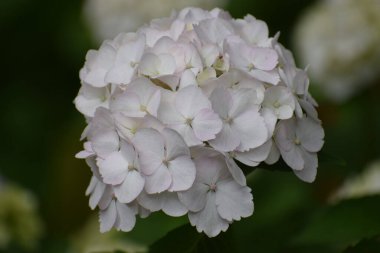 Bahçede beyaz çiçekler