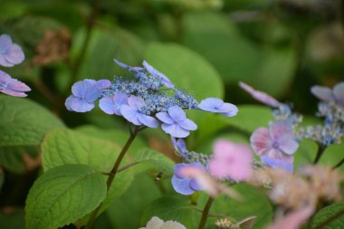 Gün ışığında bahçede güzel mor çiçeklerin yakın plan çekimi.