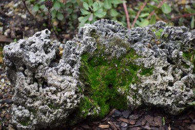 Ormandaki bir taşın üzerinde yosun