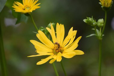 Bahçedeki sarı çiçekler