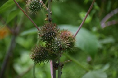 Bahçedeki yeşil bir bitkinin yakınında.