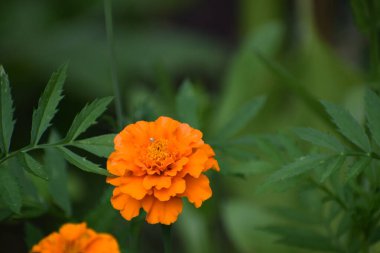 Bahçedeki portakal çiçekleri