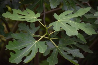 Ormanda yeşil yapraklar