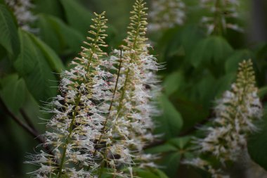 Bahçedeki beyaz çiçekler.