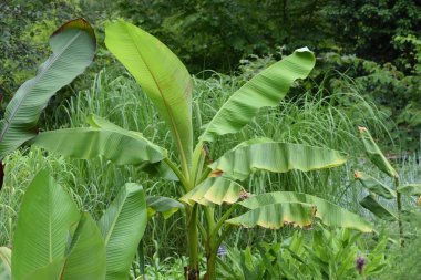 bir bitkinin yeşil yaprakları