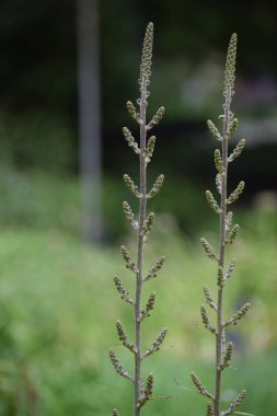 Güzel botanik fotoğrafı, doğal duvar kağıdı.