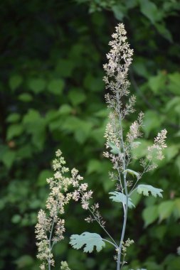 Güzel botanik fotoğrafı, doğal duvar kağıdı.