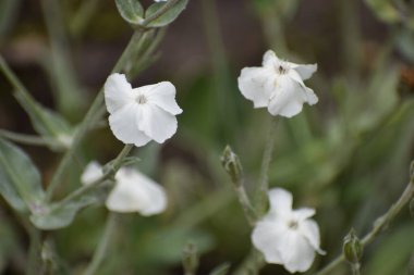 Bahçedeki güzel çiçekler