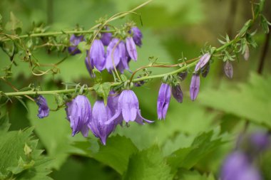 Bahçede mor çiçekler