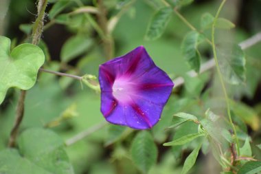 Bahçedeki güzel çiçekler