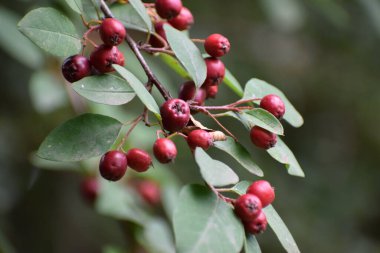 Bahçedeki bir ağacın kırmızı meyveleri