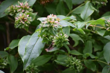 Çalının yeşil çiçeği bahçeye ekilmiş küçük bir çiçektir.