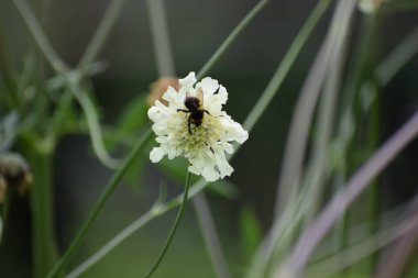 Arı bir çiçek pollinates