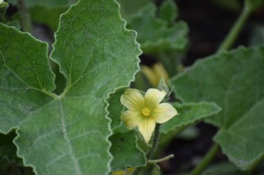 Bahçedeki sarı çiçek