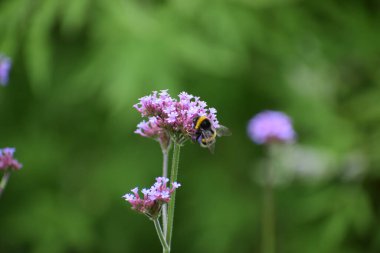 Bahçedeki bir arının seçici odak noktası.
