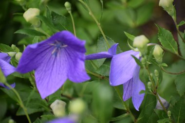 Bahçedeki güzel mor çiçek