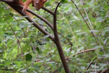 Kırmızı kuyruklu maymun ormanda