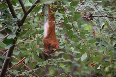 Ormandaki kırmızı sincap