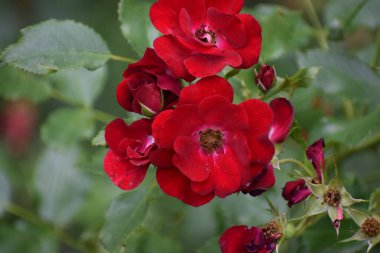 Bahçedeki bir gülün kırmızı çiçeği