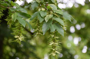 Güzel botanik fotoğrafı, doğal duvar kağıdı.