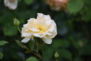 Beyaz bir gülün yakın plan çekimi.