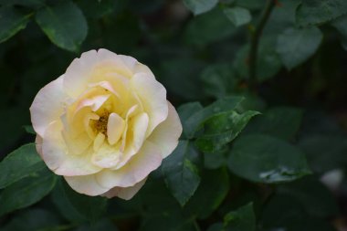 Bahçedeki güzel gülü kapat.