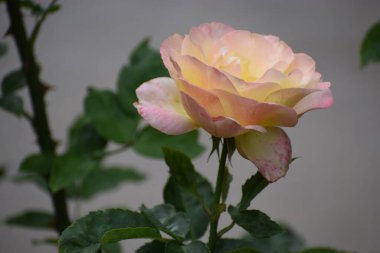 Yazın doğada güzel bir gül