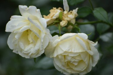 Bahçede güzel çiçekler yetişiyor, Flora.