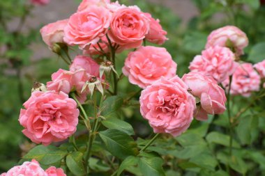 Bahçede güzel bir gül