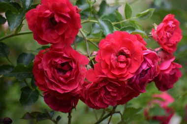 Bahçede kırmızı gül