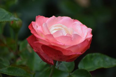 Bahçedeki güzel güller