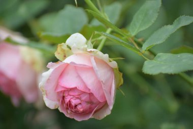 Bahçedeki güzel pembe güller