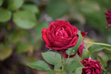 Kapalı - Bahçedeki kırmızı bir gül