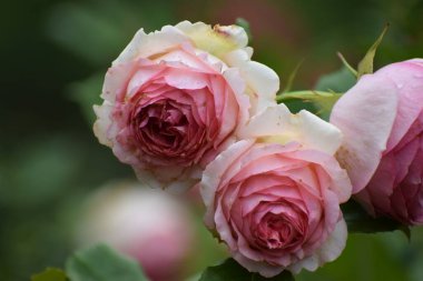 Bahçede güzel pembe bir gül