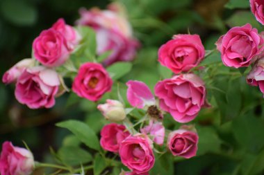 Bahçedeki güzel pembe güller