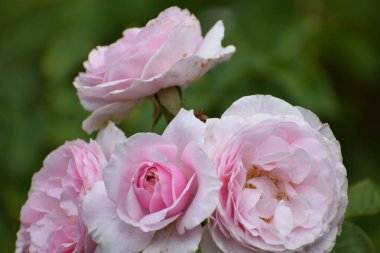 Bahçedeki güzel güller