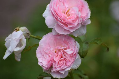 Bahçedeki güzel güller