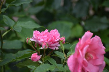 Bir bahçe içinde güzel gül