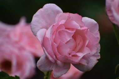 Bahçede pembe güller